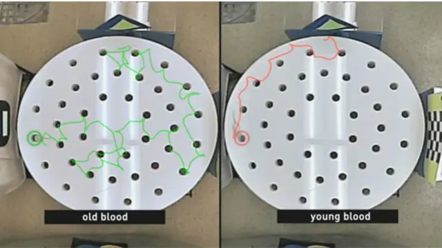 Sağdakı siçana cavan qan vurulduqdan sonra o yuvaya qayıdan birbaşa yolu dərhal tapıb