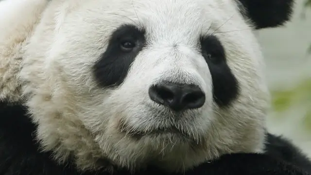 tian tian