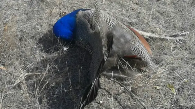 महारष्ट्र में मोरों की मौत