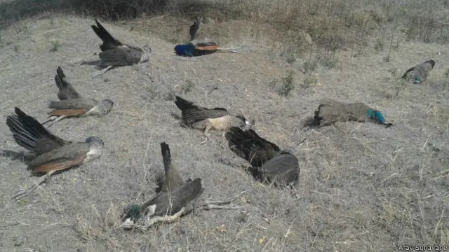 मरे हुए मोर