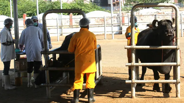 भारत भैंस बूचड़खाना