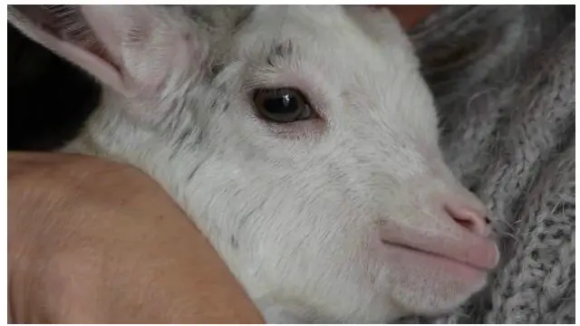 لِلی کو اس کی ماں اور بھائیوں کے پاس واپس بھیج دیا گیا ہے لیکن اس کی ماں اسے دودھ نہیں پلاتی۔