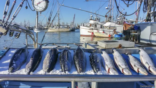 Pescados en un mercado, frente al mar