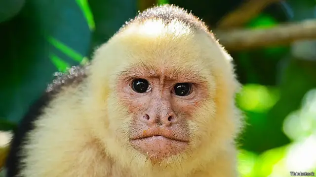 Обезьяна-капуцин