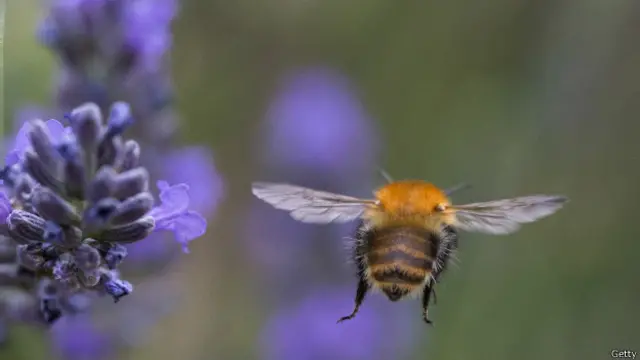 Abeja
