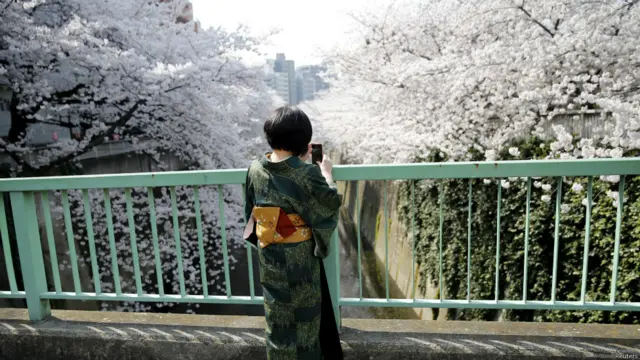 sakura di jepang