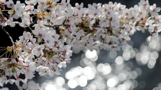 sakura di jepang
