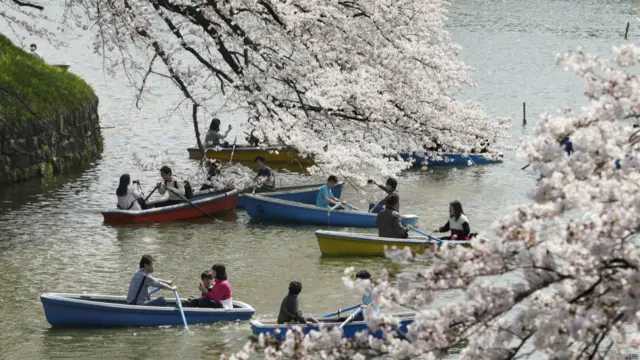 sakura di jepang