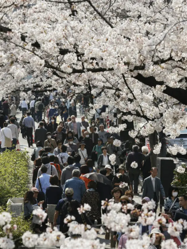 sakura di jepang