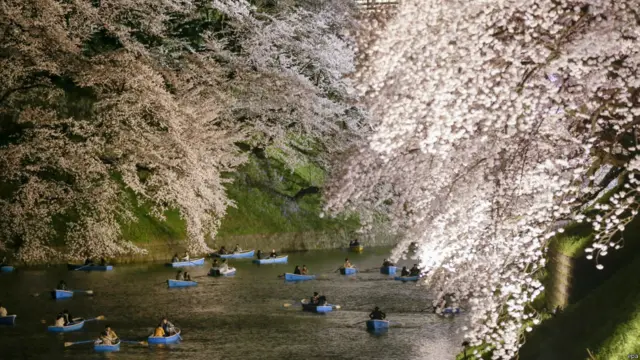 sakura di jepang