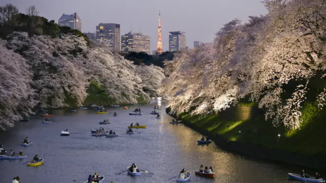 sakura di jepang