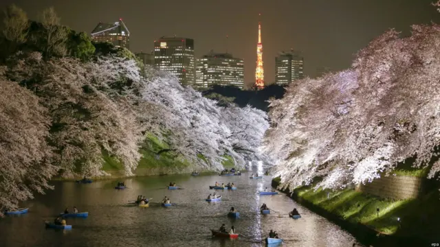 sakura di jepang