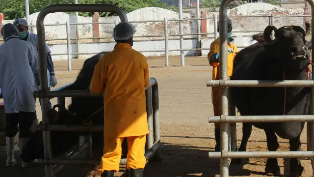 بھارت میں پہلے سے ہی بیشتر ریاستوں میں گو کشی پر پابندی عائد ہے لیکن اب مہاراشٹر میں بیل اور بچھڑے کے ذبیحے پر بھی پابندی لگائی گئی ہے