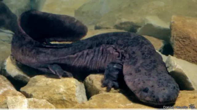 تشكل حيوانات السمندل الصيني العملاق أكبر البرمائيات الحية في العالم