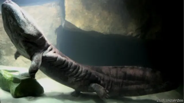 اقتنت حديقة حيوان لندن مؤخرا واحدا من حيوانات السمندل الصيني العملاق، أُطلق عليه اسم البروفيسور "وو" 