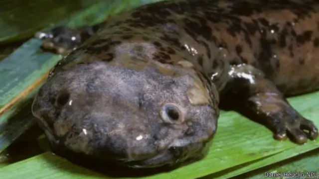 يزيد طول السمندل الصيني العملاق على طول العديد من بني البشر