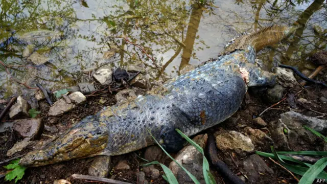 cocodrilo mexico policia ametralladora