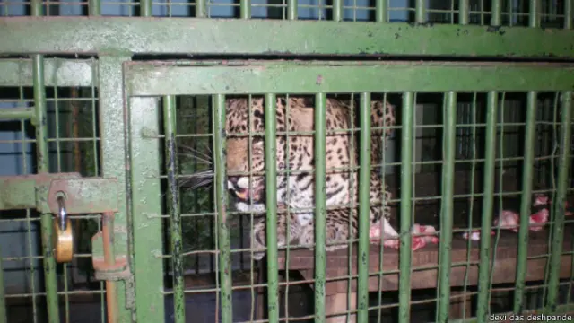 माणिकदोह चिड़ियाघर में चीता- देवी दास देशपांडे