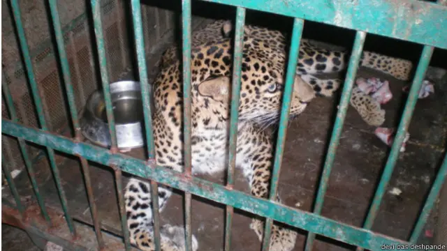 मानिकदोह चिड़ियाघर में चीता-देवीदास देशपांडे