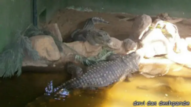 पुणे के चिड़ियाघर में मगरमच्छ-देवी दास देशपांडे