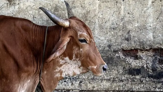 गाय, भारत