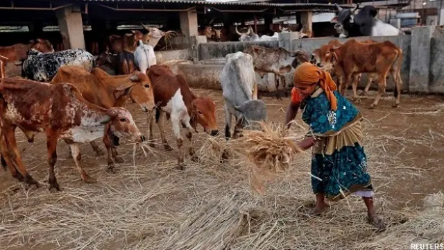 गाय, भारत