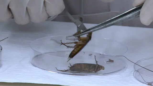 بعض محققین کا تو یہ بھی خیال ہے کہ ایٹمی حملے کے بعد بھی اگر کوئی جاندار بچ سکتا ہے تو وہ کاکروچ ہے