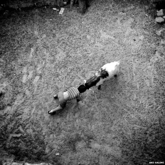 بز و بچه، عکس از آکو سالمی