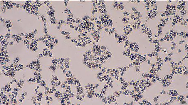 Слишком много дрожжей