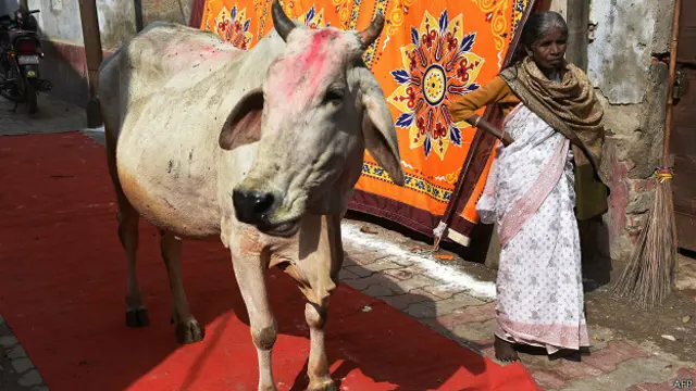 Vaca en la India