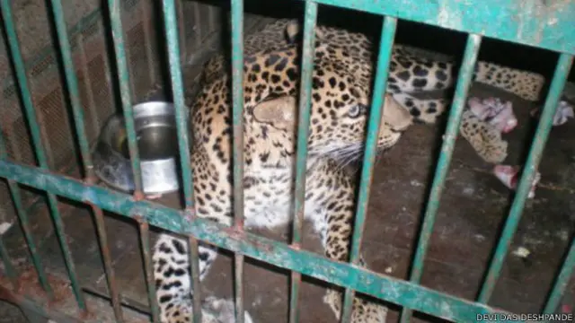 راجیو گاندھی زولوجیکل پارک اور جنگلی حیاتیات کے تحقیقی مرکز میں دو شیر، دو چیتے اور بڑی تعداد میں مگر مچھ، ریچھ، سیار اور دیگر گوشت خور جانور ہیں