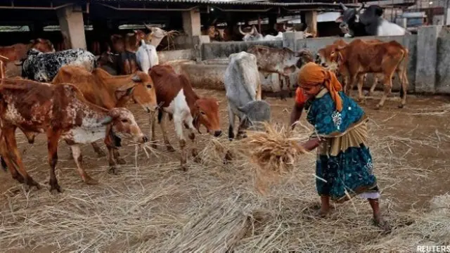 بھارتی ریاست کیرالہ میں گائے کو ذبح کرنے پر پابندی نہیں ہے