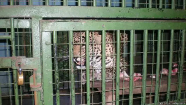 بڑے جانوروں کو گائے یا بھینس کے گوشت سے جو کیلشیئم اور فاسفورس کی بڑی مقدار ملتی ہے وہ چکن یا کسی پرندے کے گوشت سے نہیں مل سکتی