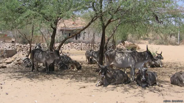 भारत गाय