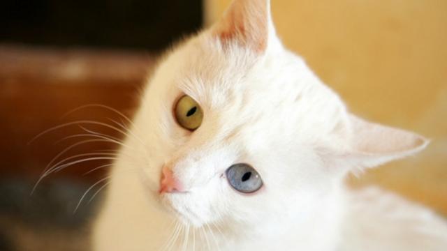 Mülteci kadının kedisinin cinsi Ankara kedisi.