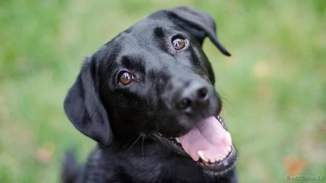 لا تستمع الكلاب إلينا دون تفكير عندما نعطيها إشارة ما