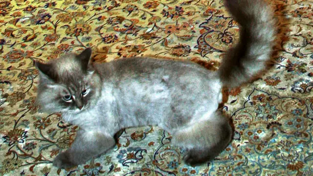 Кот Дорофей