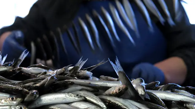 Завод по производству шпротов