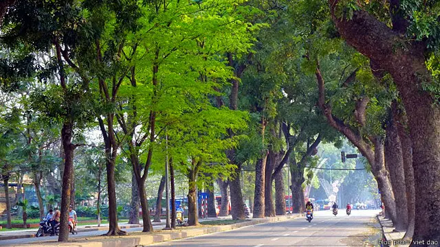 Cây sưa ở Hà Nội
