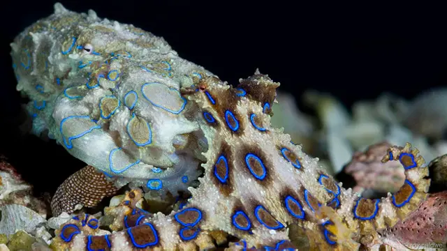 Секс у больших синих осьминогов