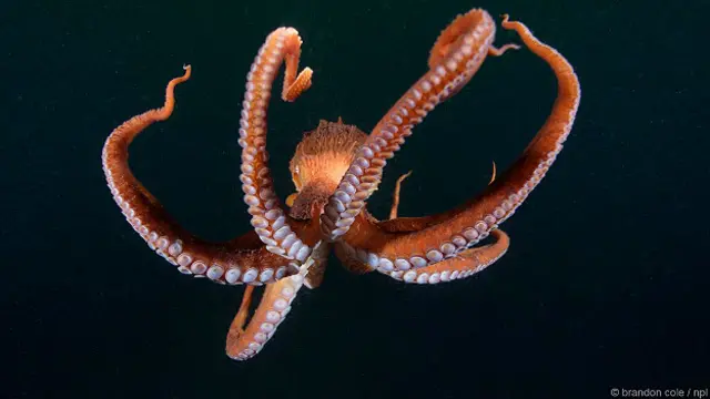 Гигантский осьминог