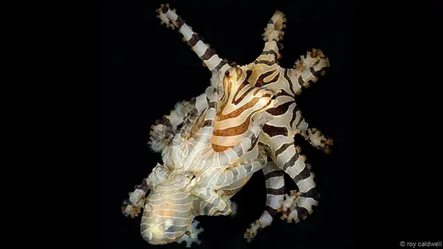 Малый тихоокеанский полосатый осьминог