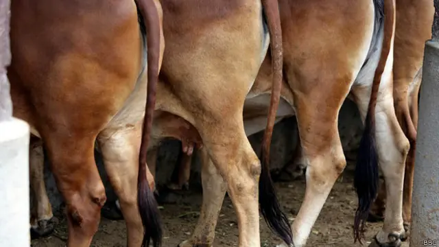 عہد گپت سے قبل گائے کی قربانی مخصوص تقریب کا حصہ ہوتی تھی