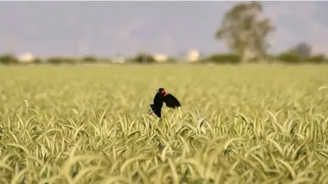 Los agricultores advierten que el costo de sus productos subirá si aumenta el número de campos sin cultivar.