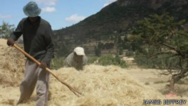El teff ha sido cultivado en Etiopía desde hace milenios.