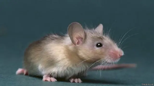 چوہے گانے گاتے ہیں