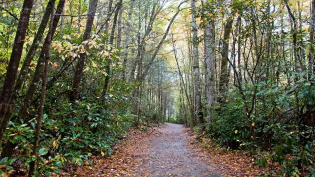Filmar na floresta garantiu incentivos fiscais ao filme, mas trouxe desafios técnicos