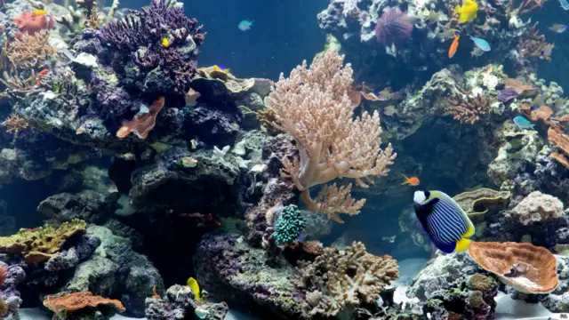 terumbu karang, natural history museum