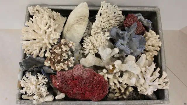 terumbu karang, natural history museum