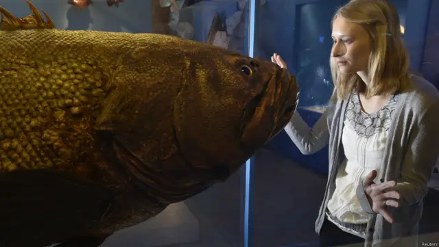 terumbu karang, natural history museum